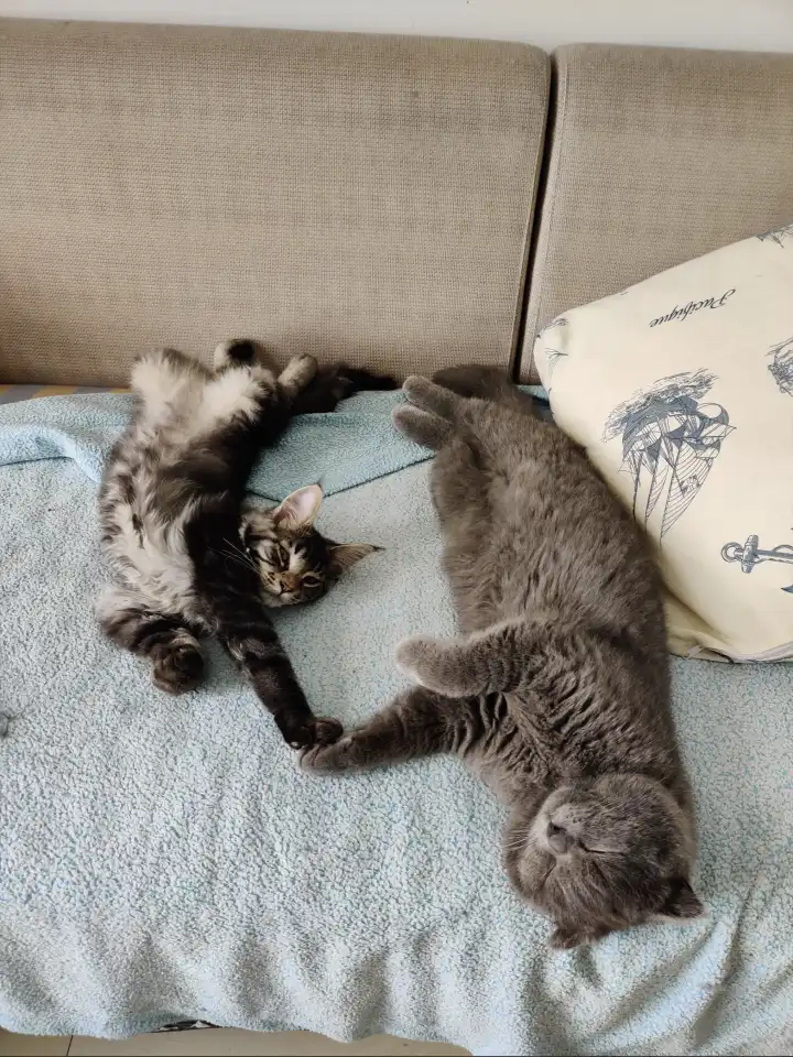 猫になりたい（想做只猫，スピッツ的一首歌）